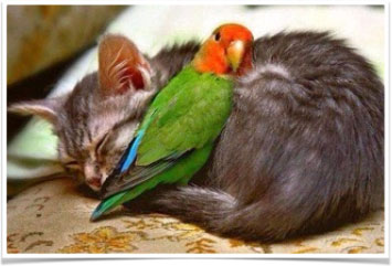 kitten-bird